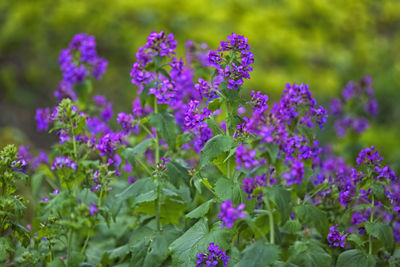 Close-up of purple flowering plants