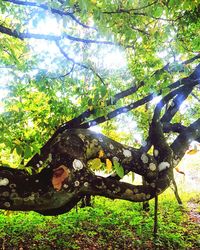 Low angle view of tree