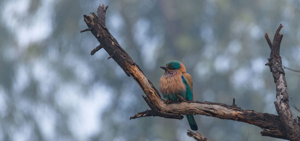 Bird perching on a tree