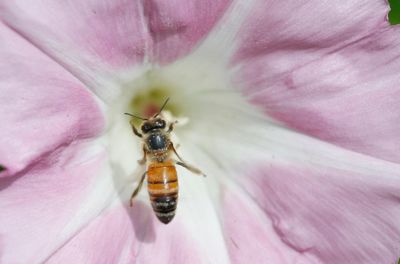 Close-up of bee pollinating on pink flower