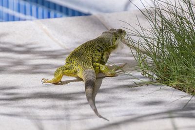 Close-up of a lizard