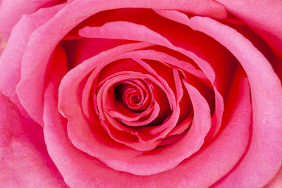 Close-up of pink rose