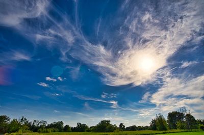 Low angle view of trees on field against sky