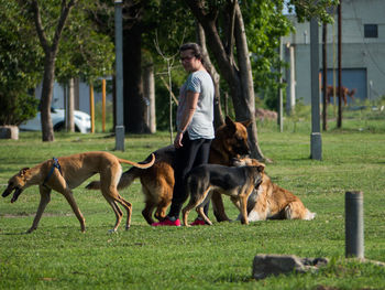 Woman walking dogs outdoors