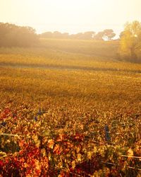 Scenic view of field against sky during autumn