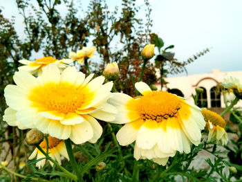 Close-up of yellow flowering plants on field