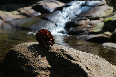 Close-up of red rock on tree