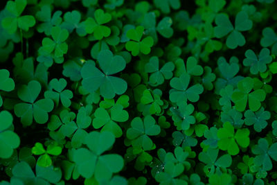 Clover leaves for green background with three-leaved shamrocks. st patrick's day background