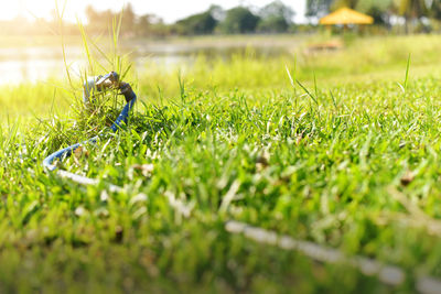 Surface level of grass on field