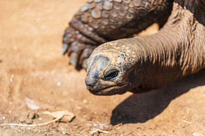 Close-up of lizard on sand