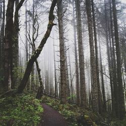 Bare trees in forest