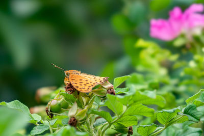Close-up of butterfly pollinating on flower