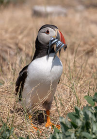 Close-up of puffin perching on grassy field