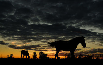 Silhouette horse on field against sky during sunset