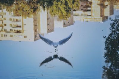 Reflection of tree in water