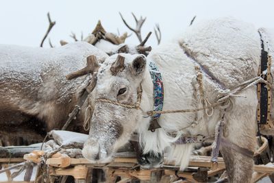 View of sheep on snow