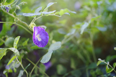 Close-up of purple flowering plant
