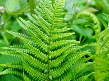 High angle view of palm tree leaves