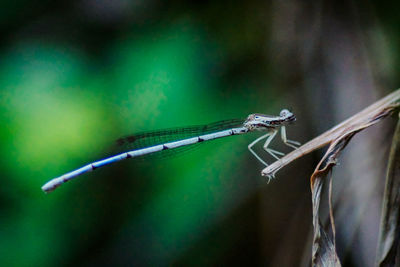 Close-up of damselfly on leaf
