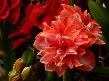 Close-up of red flowering plant