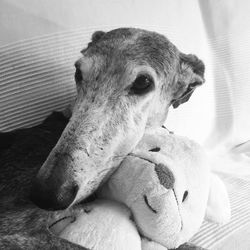 Close-up of a dog resting on bed