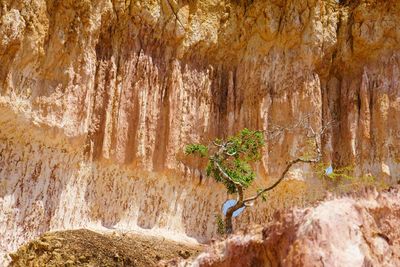 Plants growing in cave