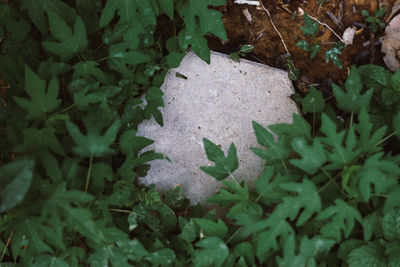 High angle view of leaves on field during winter