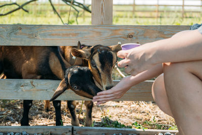Goats on the farm. brown goats standing in wooden shelter. woman feeds the goats on the farm