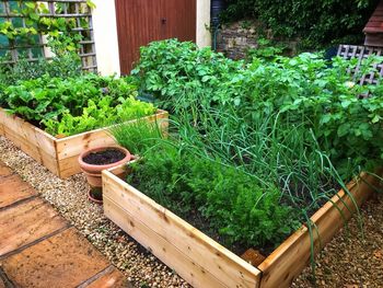 Potted plants in garden