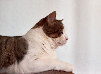 Close-up of cat looking away against wall