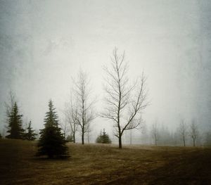 Bare trees on field in foggy weather