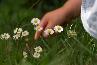 Close-up of daisy flowers on field