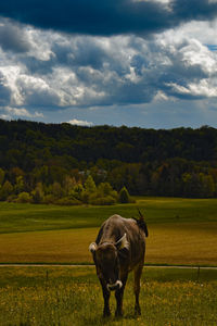 Scenic view of a cow in a field against sky
