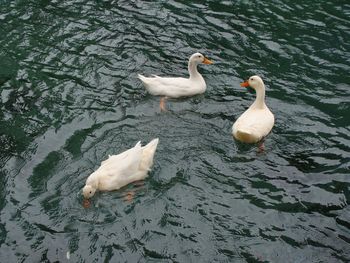 High angle view of swan swimming in lake with duck