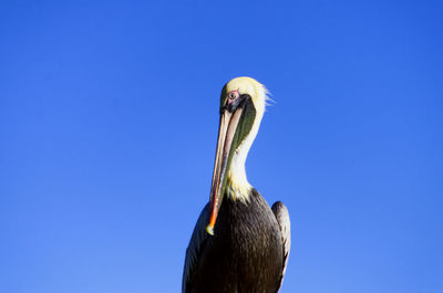 Close-up of pelican against clear blue sky