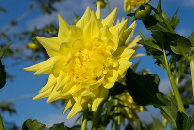 Close-up of yellow flowers blooming against sky