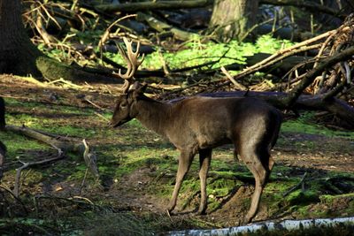 Deer standing in a forest