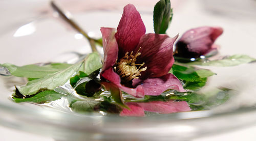 Close-up of red flower in plate