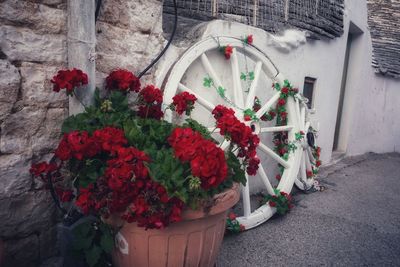 Flowers on potted plant against wall