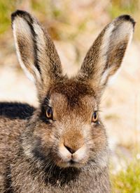 Close-up portrait of a rabbit