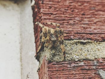 Close-up of weathered wall