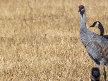 Bird standing in a field