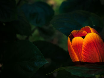 Close-up of orange rose flower