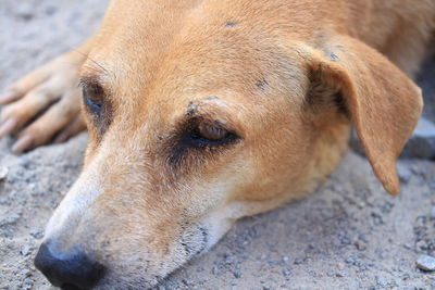 Close-up of a dog looking away