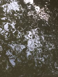 High angle view of tree by lake