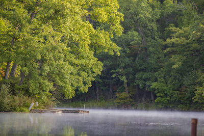 Scenic view of lake in forest