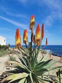 Cactus plant by sea against sky
