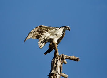 Osprey ready to fly away 