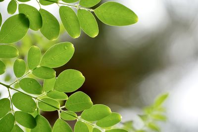Close-up of green leaves