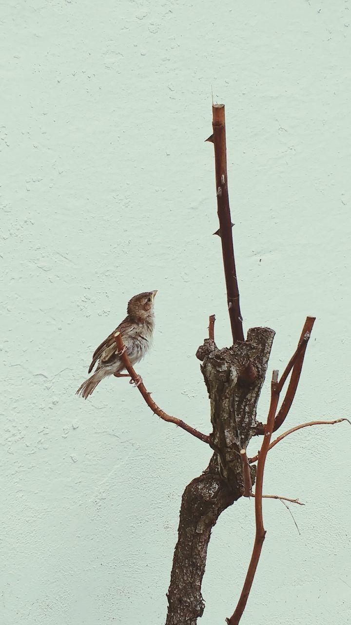 wall - building feature, wood - material, close-up, one animal, wall, textured, animal themes, wooden, day, leaf, wildlife, outdoors, weathered, wood, no people, nature, shadow, tree trunk, old, animals in the wild